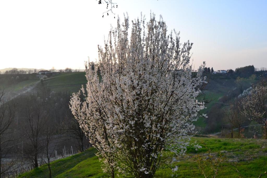 Agriturismo Costa Dei Platani Acqui Terme Eksteriør bilde
